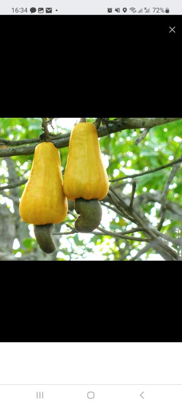 Cashewnut, Griffonia, voacanga africana  casava from Ghana